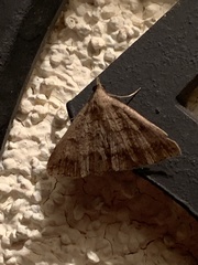 Tetanolita palligera