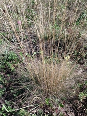 Eragrostis albensis