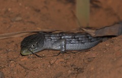 Elgaria multicarinata
