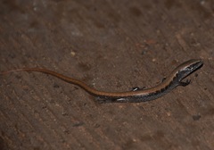 Elgaria multicarinata