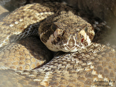 Crotalus ruber