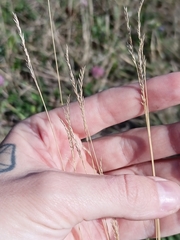 Eragrostis albensis