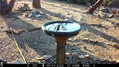 Baeolophus inornatus