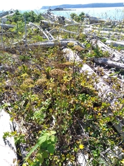 Angelica lucida