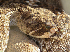 Crotalus ruber