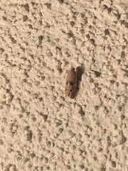 Cydia latiferreana