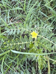 Kallstroemia parviflora