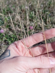 Eragrostis albensis