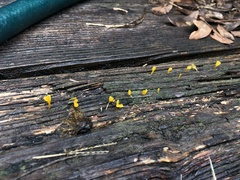 Dacrymyces spathularia
