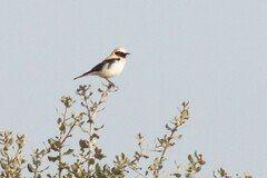 Oenanthe hispanica
