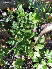 Angelica lucida