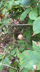 Amphibolips confluenta
