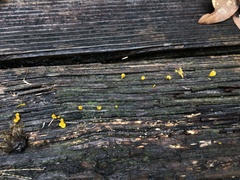 Dacrymyces spathularia