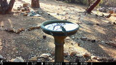 Baeolophus inornatus