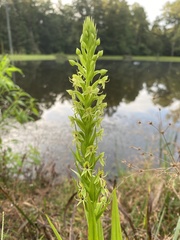 Habenaria repens