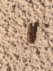 Cydia latiferreana