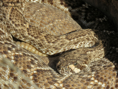 Crotalus ruber