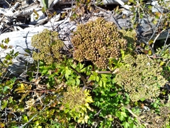 Angelica lucida