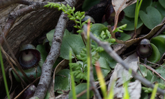 Corybas incurvus