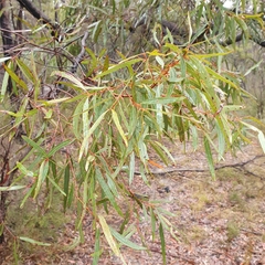 Angophora bakeri