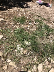 Bouteloua gracilis