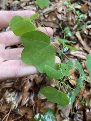 Passiflora lutea