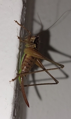 Pachytrachis gracilis