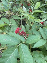 Sambucus racemosa