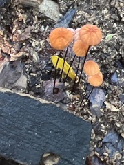 Marasmius siccus
