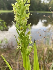 Habenaria repens