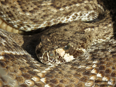 Crotalus ruber