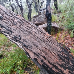 Angophora bakeri
