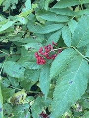 Sambucus racemosa