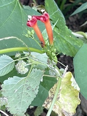 Ipomoea coccinea