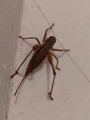 Pachytrachis gracilis