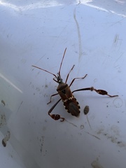 Leptoglossus clypealis