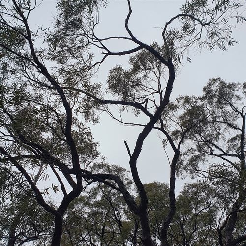 Image of Angophora bakeri by (c) ronavery, some rights reserved (CC BY)