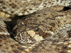 Crotalus ruber