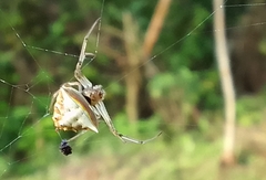 Verrucosa undecimvariolata