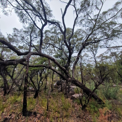 Image of Angophora bakeri by (c) ronavery, some rights reserved (CC BY)