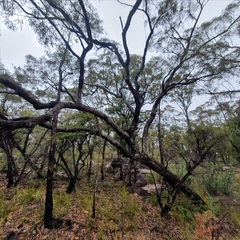 Angophora bakeri
