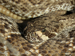 Crotalus ruber