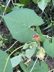 Ipomoea coccinea