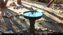 Baeolophus inornatus