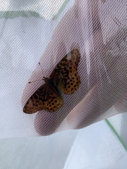 Boloria bellona
