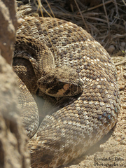 Crotalus ruber