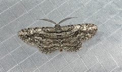 Anavitrinella pampinaria