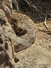 Crotalus ruber
