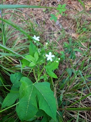 Cnidoscolus stimulosus