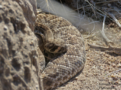 Crotalus ruber